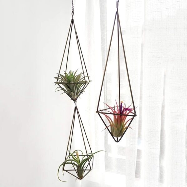 Set of 3 Hanging Air Plant Holders - Image 5