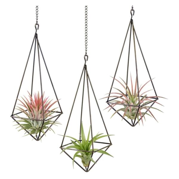 Set of 3 Hanging Air Plant Holders